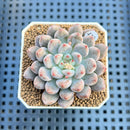 Echeveria 'Anthony Queen' 2" Succulent Plant Cutting