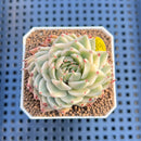 Graptoveria 'Silver Star' Variegated 2" Succulent Plant Cutting