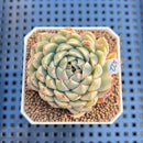 Graptoveria 'Silver Star' Variegated 2" Succulent Plant Cutting