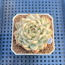 Graptoveria 'Silver Star' Variegated 2" Succulent Plant Cutting