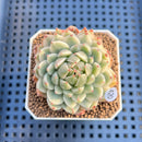 Graptoveria 'Silver Star' Variegated 2" Succulent Plant Cutting