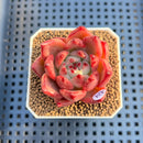 Echeveria Agavoides 'Quasar' 2" Succulent Plant Cutting