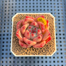 Echeveria Agavoides 'Quasar' 2" Succulent Plant Cutting