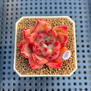 Echeveria Agavoides 'Quasar' 2" Succulent Plant Cutting