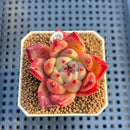Echeveria Agavoides 'Quasar' 2" Succulent Plant Cutting
