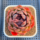 Echeveria 'Black Graphite' 2"-3" Succulent Plant Cutting