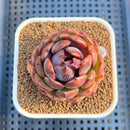 Echeveria 'Black Graphite' 2"-3" Succulent Plant Cutting