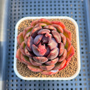 Echeveria 'Black Graphite' 2"-3" Succulent Plant Cutting