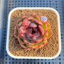 Echeveria 'Black Graphite' 2"-3" Succulent Plant Cutting