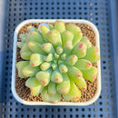Echeveria 'Heart Ball' 3" Succulent Plant Cutting