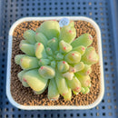 Echeveria 'Heart Ball' 3" Succulent Plant Cutting