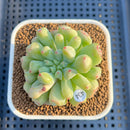 Echeveria 'Heart Ball' 3" Succulent Plant Cutting