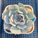 Echeveria Lilacina Variegated 3" Succulent Plant Cutting