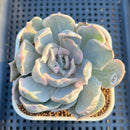Echeveria Lilacina Variegated 3" Succulent Plant Cutting