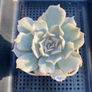 Echeveria Lilacina Variegated 3" Succulent Plant Cutting