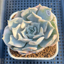 Echeveria Lilacina Variegated 3" Succulent Plant Cutting