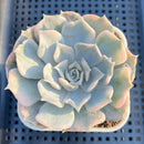 Echeveria Lilacina Variegated 3" Succulent Plant Cutting