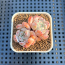 Echeveria 'Viyant' 1" Succulent Plant Cutting