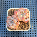 Echeveria 'Viyant' 1" Succulent Plant Cutting