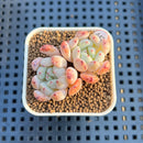 Echeveria 'Viyant' 1" Succulent Plant Cutting