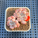 Echeveria 'Viyant' 1" Succulent Plant Cutting