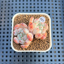 Echeveria 'Viyant' 1" Succulent Plant Cutting