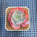 Echeveria 'Raindrop' Variegated 2" Succulent Plant Cutting