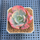 Echeveria 'Raindrop' Variegated 2" Succulent Plant Cutting