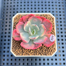 Echeveria 'Raindrop' Variegated 2" Succulent Plant Cutting