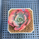 Echeveria 'Raindrop' Variegated 2" Succulent Plant Cutting