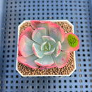 Echeveria 'Raindrop' Variegated 2" Succulent Plant Cutting