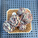 Echeveria 'Wiz Beauty' 2" Succulent Plant Cutting