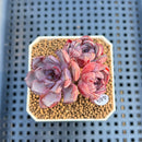 Echeveria 'Wiz Beauty' 2" Succulent Plant Cutting