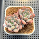 Pachyveria 'Symphony Beauty' 2" Succulent Plant Cutting