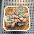 Pachyveria 'Symphony Beauty' 2" Succulent Plant Cutting