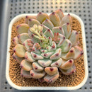 Echeveria 'Glare' 3" New Hybrid Succulent Plant Cutting