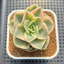 Echeveria 'Arenas' Variegated 2"-3" Succulent Plant Cutting