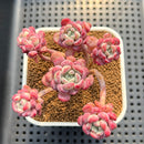 Echeveria 'Pearl Bean' 2"-3" Succulent Plant Cutting