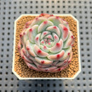 Echeveria 'Ruby Blush' 2"-3" (Chihuahuaensis Hybrid) Succulent Plant Cutting