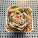 Echeveria Agavoides sp. Variegated 2" Succulent Plant Cutting