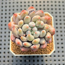 Pachyphytum 'Love Beauty' 2" Succulent Plant Cutting