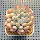 Pachyphytum 'Love Beauty' 2" Succulent Plant Cutting