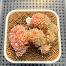 Echeveria 'White Farm' Crested Cluster 2"-3" Succulent Plant Cutting