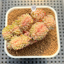 Echeveria 'White Farm' Crested Cluster 2"-3" Succulent Plant Cutting