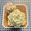Echeveria Agavoides 'Black Rose' Variegated 2" Succulent Plant Cutting