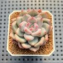 Pachyveria 'Fresh Champagne' 2" Succulent Plant Cutting