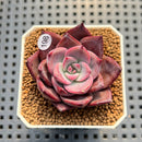Echeveria sp. 1"-2" Succulent Plant Cutting