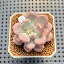 Echeveria 'Orange Sherbert' 2" Succulent Plant Cutting