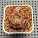 Echeveria 'Secret Story' 1"-2" Succulent Plant Cutting