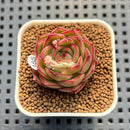 Echeveria 'Secret Story' 1"-2" Succulent Plant Cutting